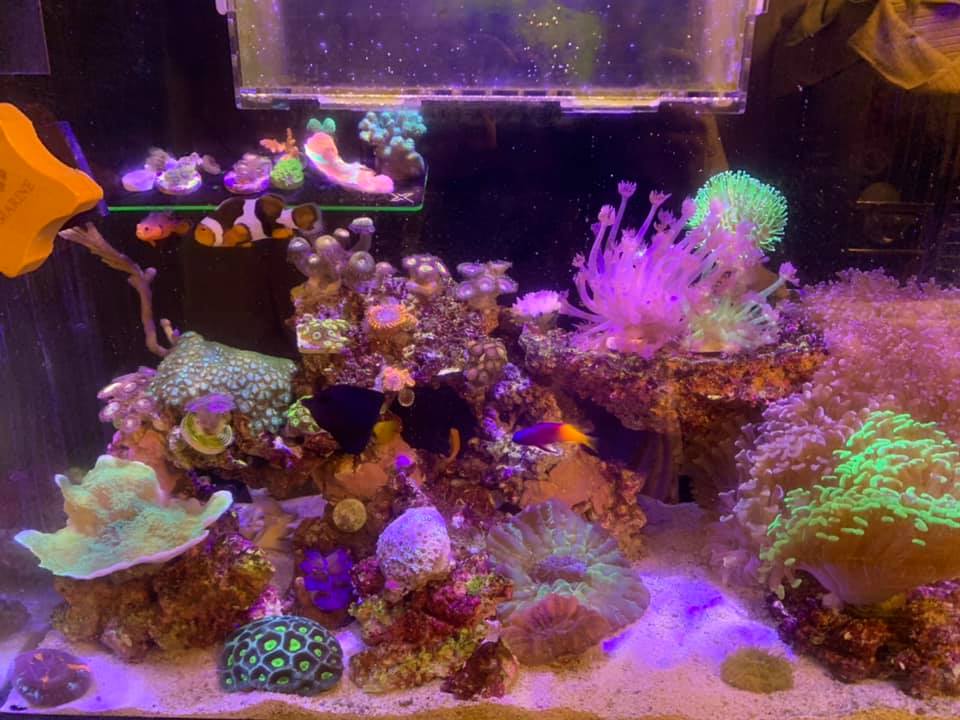 Reef Store and Hobby Around the World: Hong Kong edition | REEF2REEF ...